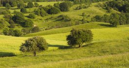Живописный вид на зеленые холмы и деревья в солнечном свете — стоковое фото