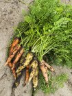 Primer plano del racimo de zanahorias, concéntrate en el primer plano - foto de stock