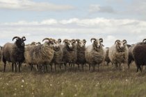 Rebanho de carneiros de pé no vento no prado — Fotografia de Stock