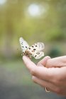 Close up of butterfly sitting on finger — Stock Photo