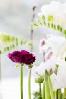 Plan rapproché de fleurs ensoleillées — Photo de stock