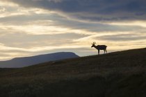Силуэт северных оленей на облачном небе заката — стоковое фото