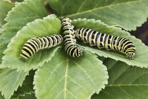 Close up shot of three caterpillars on green leaf — Stock Photo