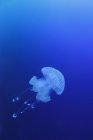 View of jellyfish swimming under blue water — Stock Photo