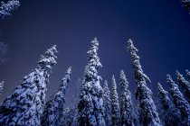 Pinos nevados bajo el cielo estrellado por la noche - foto de stock