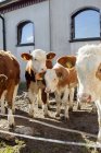 Quattro vitelli con etichette auricolari in piedi alla luce del sole — Foto stock