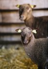 Deux moutons dans la grange avec fond déconcentré — Photo de stock