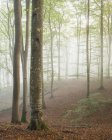 Árvores florestais enevoadas e rio no Parque Nacional Soderasen — Fotografia de Stock