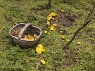 Cesta com chanterelles frescos colhidos e cogumelos em crescimento na floresta — Fotografia de Stock