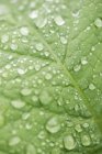 Nahaufnahme eines grünen Blattes mit Wassertropfen — Stockfoto
