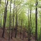 Vista del bosque con hayas verdes - foto de stock