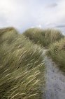 Nahaufnahme von grünem Gras am Sandstrand — Stockfoto