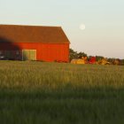 Galpão e campo de cevada com lua no céu ao entardecer — Fotografia de Stock