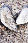 Повышенный вид моллюсков на пляже — стоковое фото