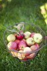 Close up shot of apples in metal basket on grass — Stock Photo