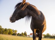 Vista de ángulo bajo del caballo en el campo a la luz del sol - foto de stock