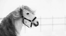 Vista lateral do cavalo branco no vento, preto e branco — Fotografia de Stock