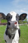 Vista de perto de vaca em pasto — Fotografia de Stock