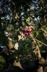 Menina com cabelo loiro deitado na rede na árvore — Fotografia de Stock