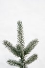 Vorderseite der grünen Baumkrone der Fichte isoliert auf weißem Hintergrund — Stockfoto