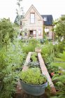 Close up shot of backyard plants with house on background — Stock Photo