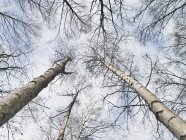 Visão de baixo ângulo de topos de árvores nuas — Fotografia de Stock