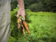 Крупный план мужской руки, держащей кучу моркови — стоковое фото