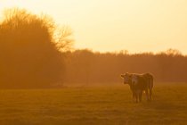 Корови пасуться на полі підсвічуванням заходу сонця — стокове фото