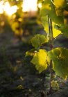 Вид спереду винограду в винограднику на заході сонця — стокове фото