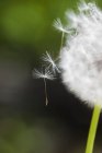 Close up shot of dandelion seeds flying out — Stock Photo