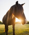 Gros plan du cheval au coucher du soleil — Photo de stock
