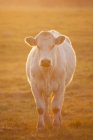 Выпас коров на поле на закате — стоковое фото