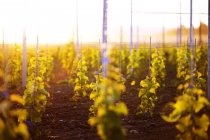 Виноградні лози на винограднику у заході сонця світлі — стокове фото