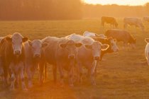 Vacas pastando en el campo al atardecer retroiluminadas - foto de stock