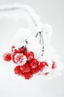 Close up of red berries covered with frost — Stock Photo