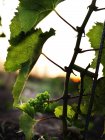 Green grapes on vine in sunset light — Stock Photo