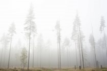 Низький кут зору лісу в туман — стокове фото