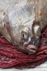 Close up shot of caught fish on net — Stock Photo