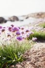 Rosa Wildblumen im hellen Sonnenlicht — Stockfoto
