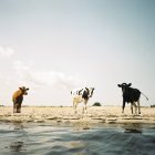 Три коровы на пляже при ярком солнечном свете — стоковое фото