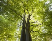 Baixo ângulo de visão da árvore de faia retroiluminado pelo sol — Fotografia de Stock