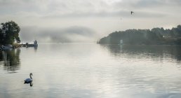 Swan on lake water with cloudy sky reflection — Stock Photo