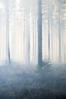 Vista panorámica del bosque en día de niebla - foto de stock