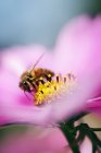 Gros plan de l'abeille sur fleur rose — Photo de stock