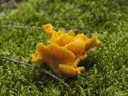 Chanterelle mushrooms growing in green moss — Stock Photo