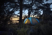 Tenda nella foresta al tramonto, focus selettivo — Foto stock