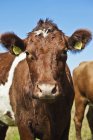 Крупним планом знімок корови в яскравому сонячному світлі — стокове фото