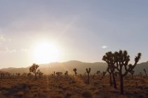 Joshua trees silhouetted at sunset sky — Stock Photo