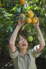 Smiling woman picking lemons from tree — Stock Photo