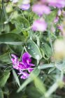 Primer plano plano de flores silvestres púrpura - foto de stock